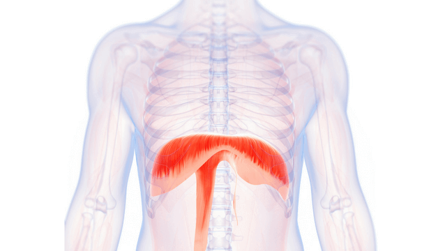 Diaphragm